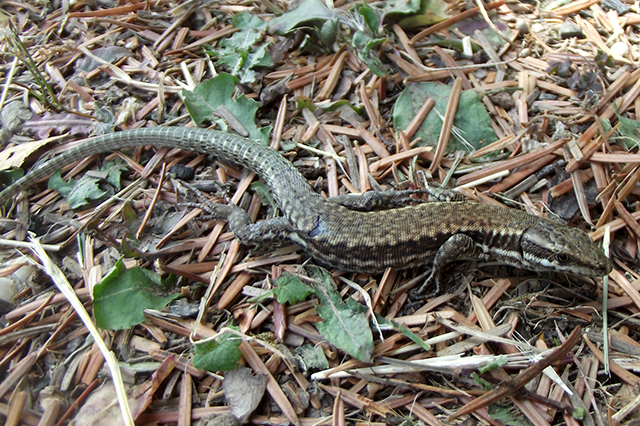 Podarcis muralis