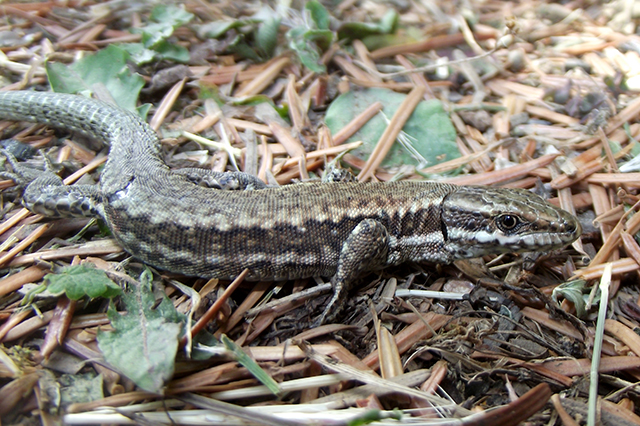 Podarcis muralis