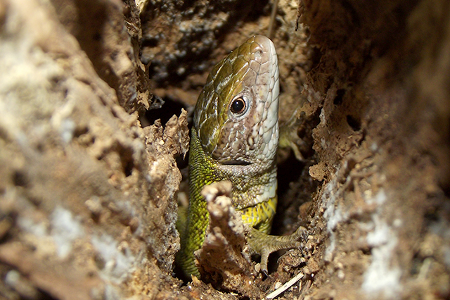 Lacerta viridis