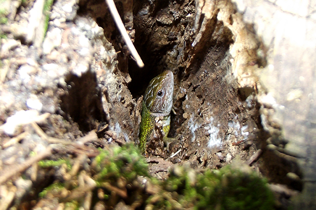 Lacerta viridis