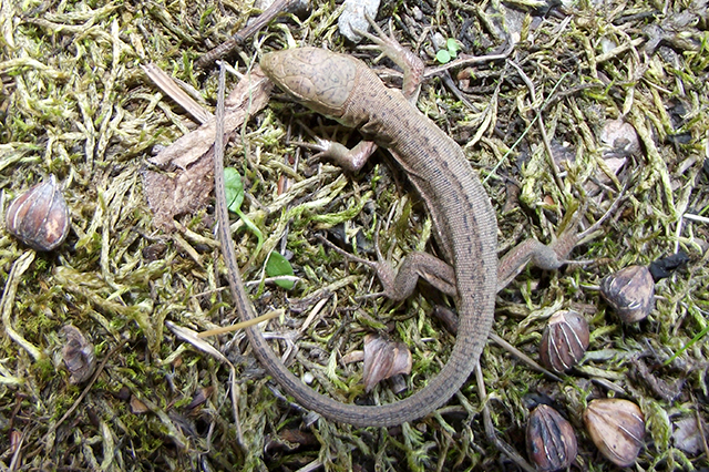 Lacerta viridis