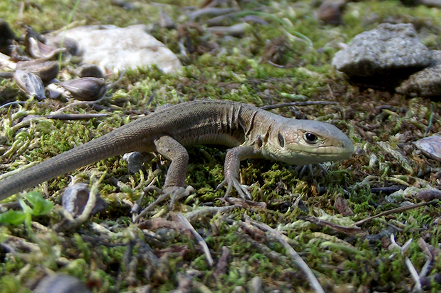 Lacerta viridis