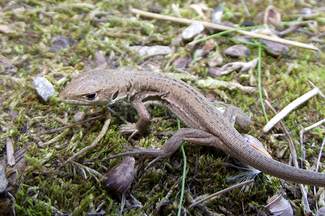 Lacerta viridis