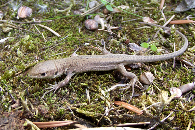 Lacerta viridis