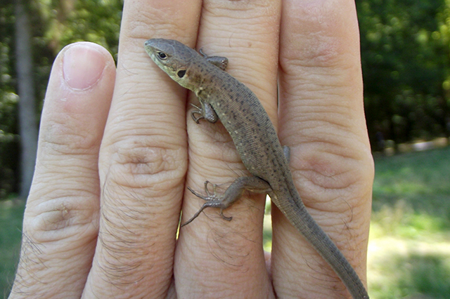 Lacerta viridis