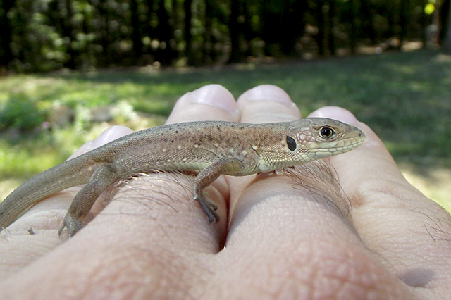 Lacerta viridis