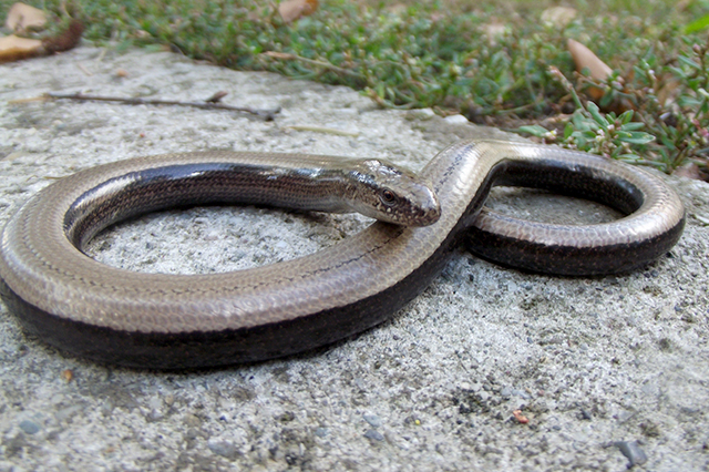 Anguis fragilis s.l.