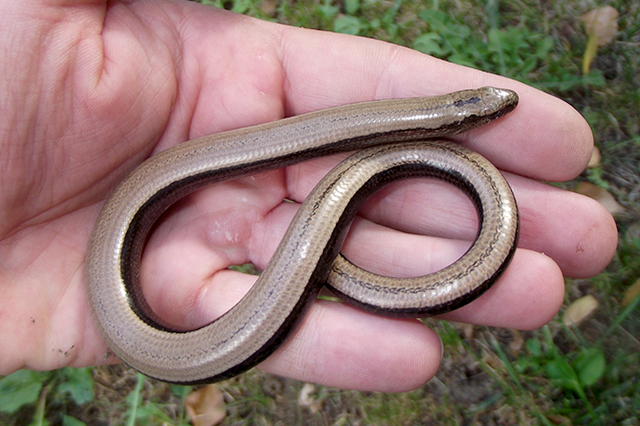 Anguis fragilis s.l.