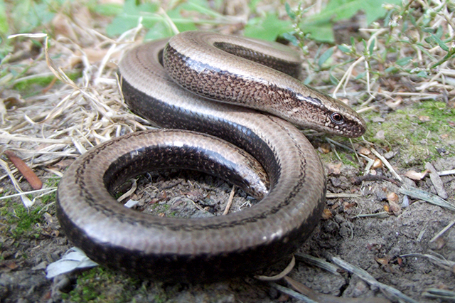 Anguis fragilis s.l.