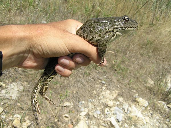 Pelophylax ridibundus