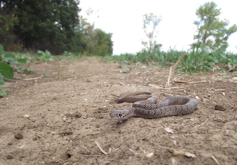 Dolichophis caspius