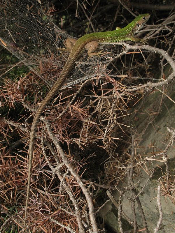 Lacerta viridis