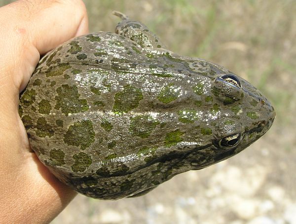 Pelophylax ridibundus