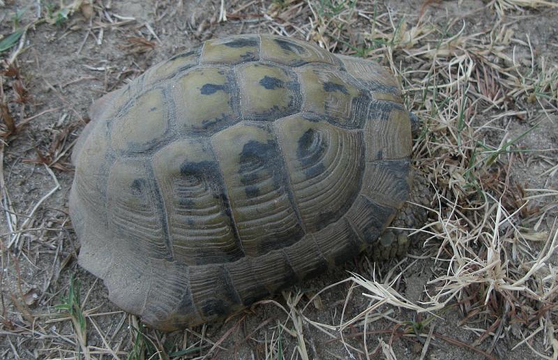 Testudo hermanni