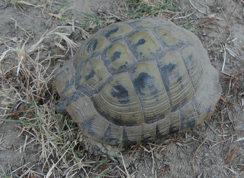 Testudo hermanni