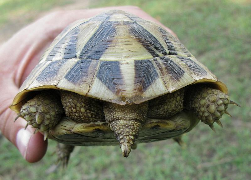 Testudo hermanni