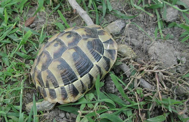 Testudo hermanni