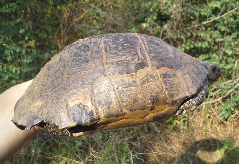 Testudo graeca