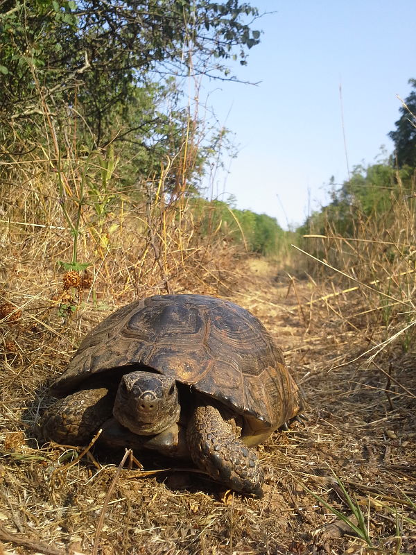 Testudo graeca