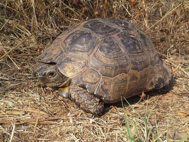 Testudo graeca