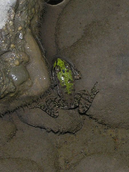 Pelophylax ridibundus