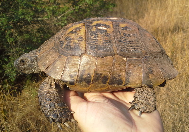 Testudo graeca