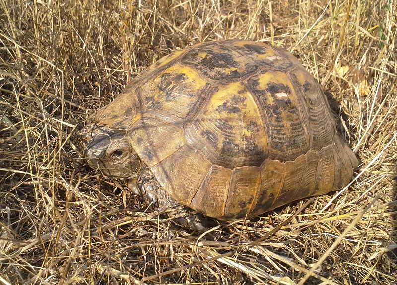 Testudo graeca