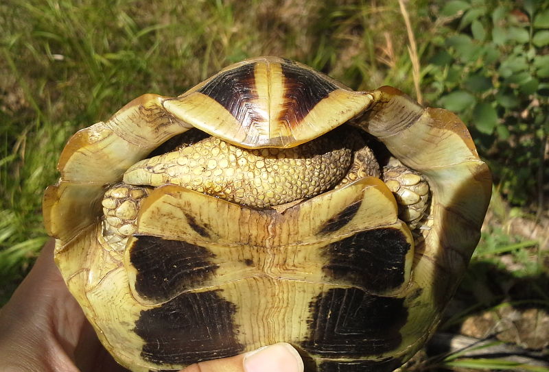 Testudo hermanni