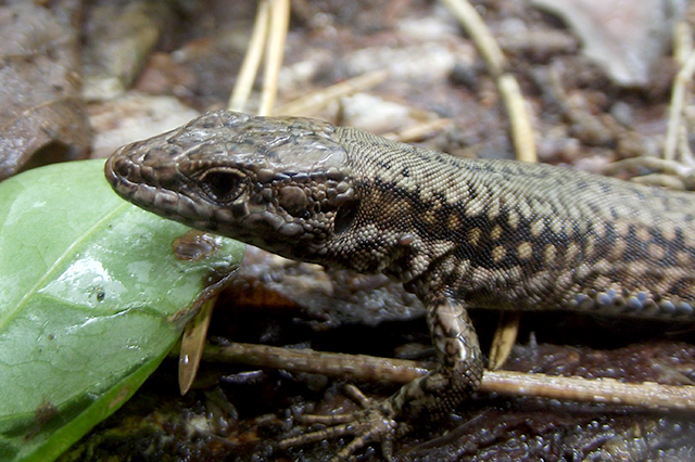 Podarcis muralis