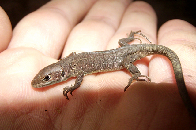 Lacerta viridis