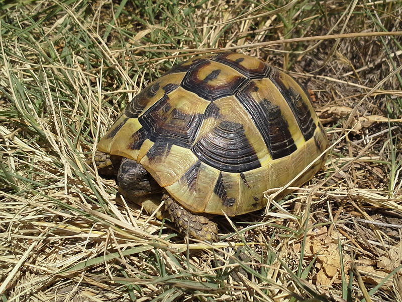 Testudo hermanni