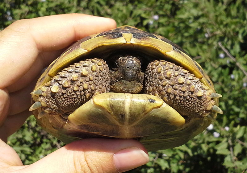 Testudo hermanni