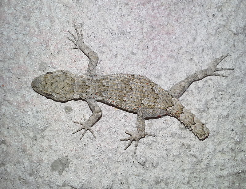 Mediodactylus kotschyi