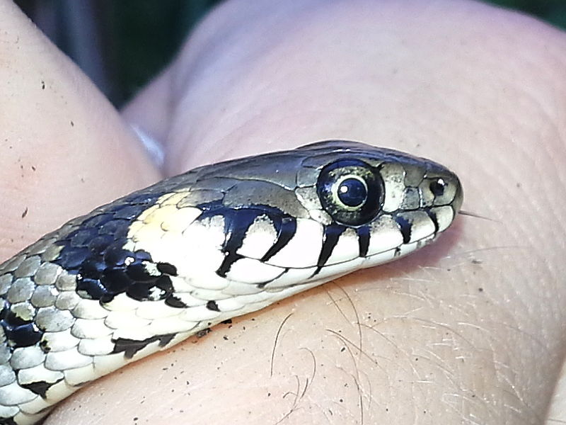 Natrix natrix