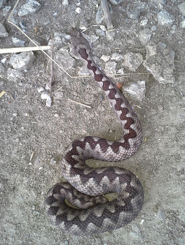 Vipera ammodytes