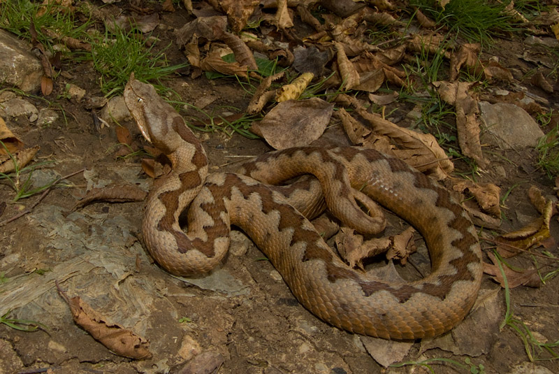 Vipera ammodytes