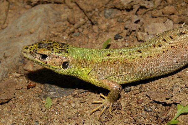 Lacerta viridis