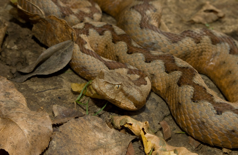 Vipera ammodytes