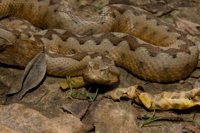 Vipera ammodytes