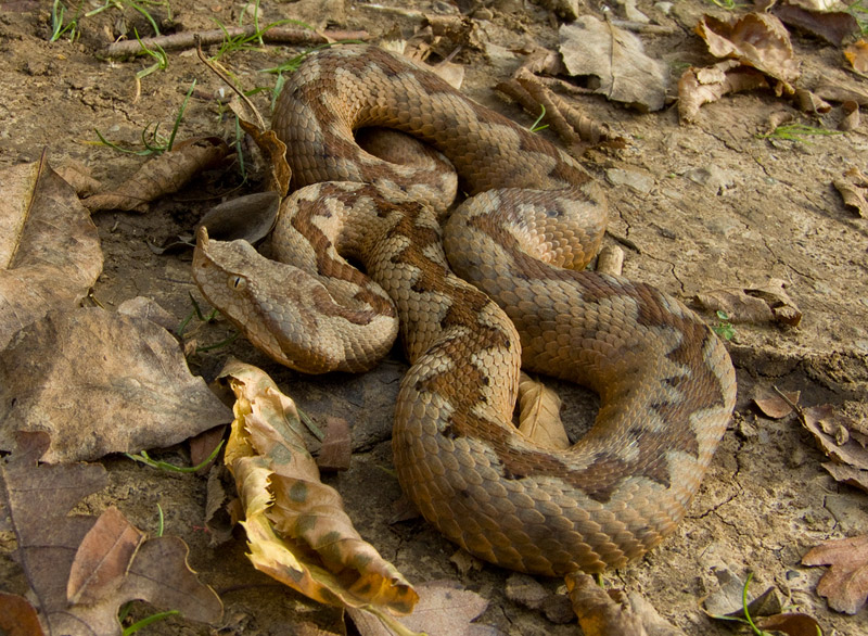 Vipera ammodytes