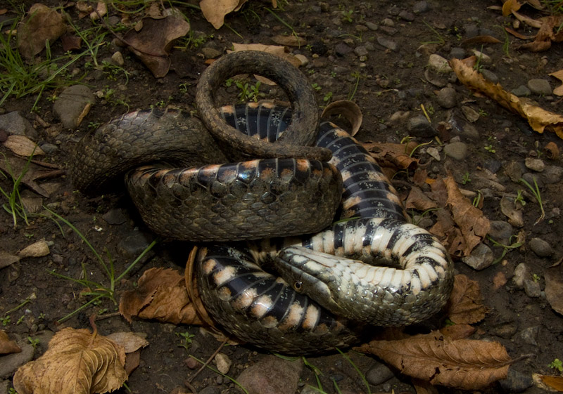 Natrix tessellata