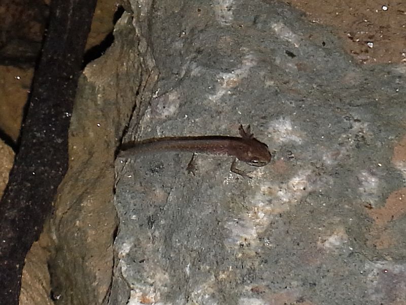 Lissotriton vulgaris