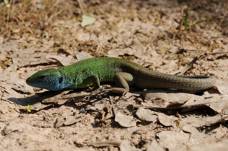 Lacerta viridis