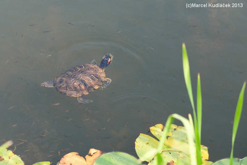 Trachemys scripta