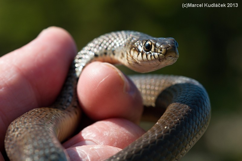 Hierophis gemonensis