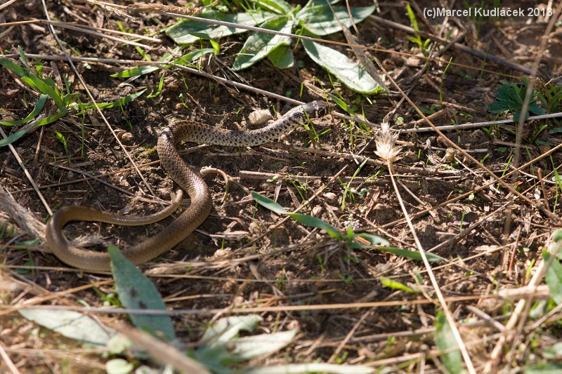 Hierophis gemonensis