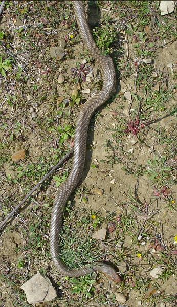 Dolichophis caspius