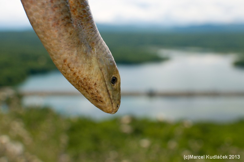 Pseudopus apodus