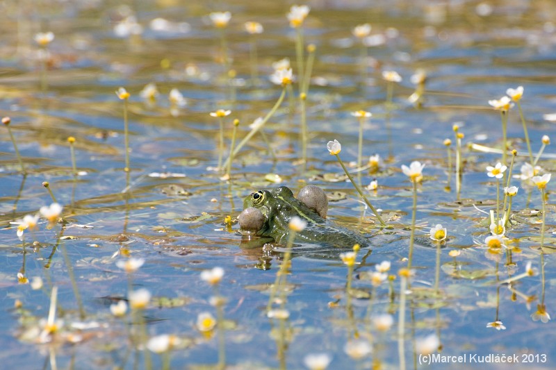 Pelophylax ridibundus