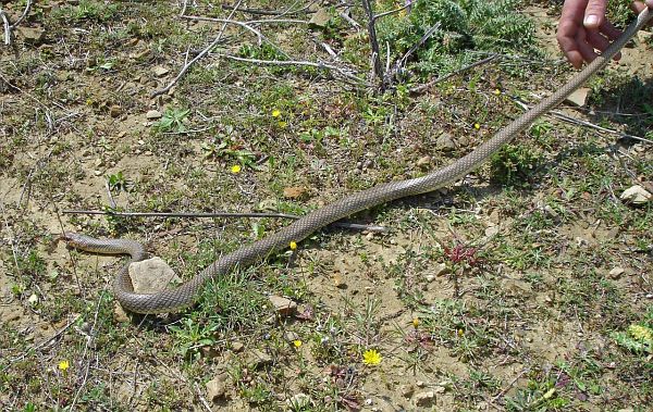 Dolichophis caspius